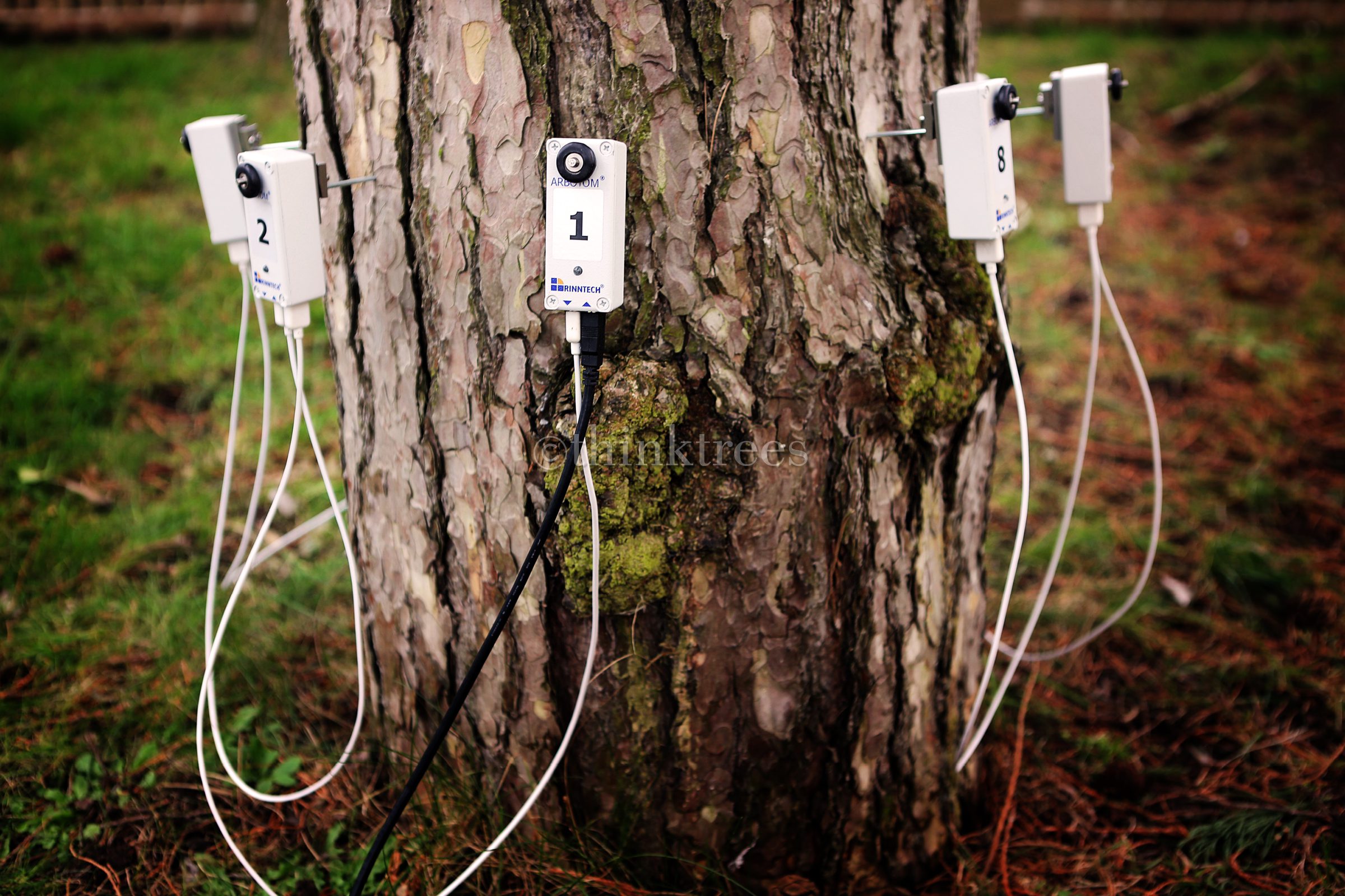 Arbotom sensors positioned around the stem of a pine tree